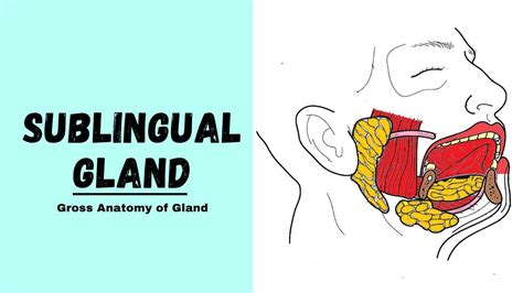 Sublingual Gland Anatomy Major Salivary Glands Youtube