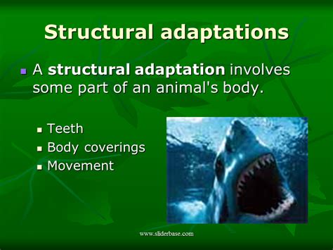 Animal Adaptations Presentation Evolution
