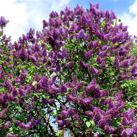 Lilac Common Purple Pine Lane Nursery