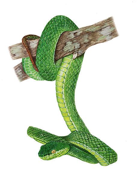 Green Viper Snake Stock Photos Pictures And Royalty Free Images Istock