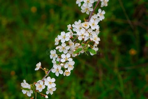 Close Photo Cherry Blossoms In Spring In May Stock Image Image Of