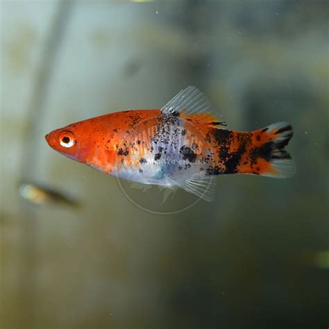 Xiphophorus Helleri Hybrid Showa Sanke Koi Swordtail Shop