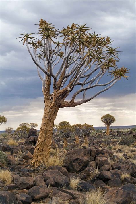 Pin By Rebecca Pavlik On Africa African Tree Photo Tree Namibia Travel