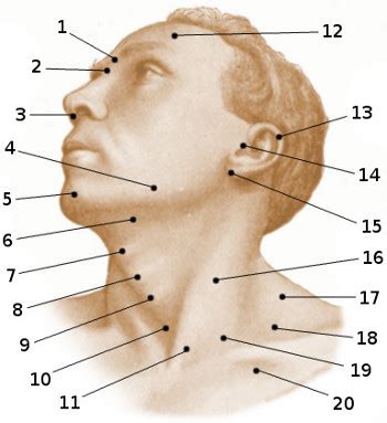 Many in the neck help to stabilize or move the head. Anatomy Quiz Head And Neck - Anatomy Diagram Book