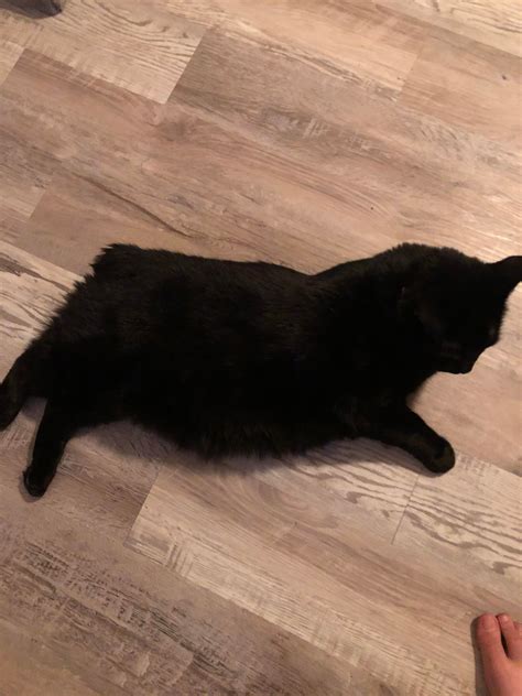 The Rare Black Cat Chonker Rchonkers