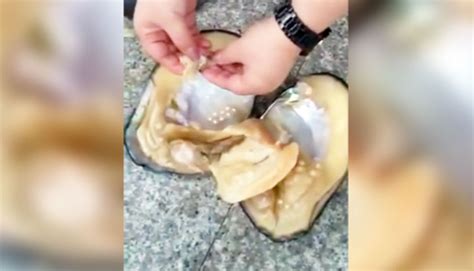 lucky woman finds dozens of pearls in giant clam