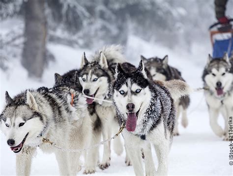 Pénétrez dans l'univers des magnifiques huskys, malamutes et groenlandais qui partageront leurs. Sortie chiens de traîneau dans le Jura - Oui.sncf
