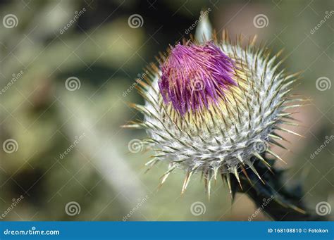 Cotton Thistle Plant Stock Photo Image Of Macro Blooming 168108810