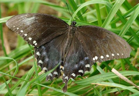 Butterfly Spicebush Swallowtail