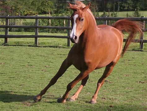 Arabian horse running out of the desert storm. Chestnut Arab Horse | Going about | jacqigg | Flickr