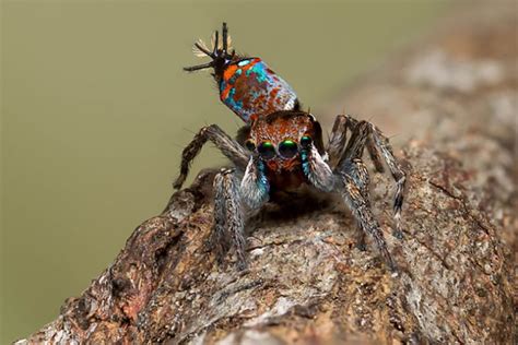 Dancing Spider Named After Mao S Last Dancer The New Daily — The New Daily Spider Spiders