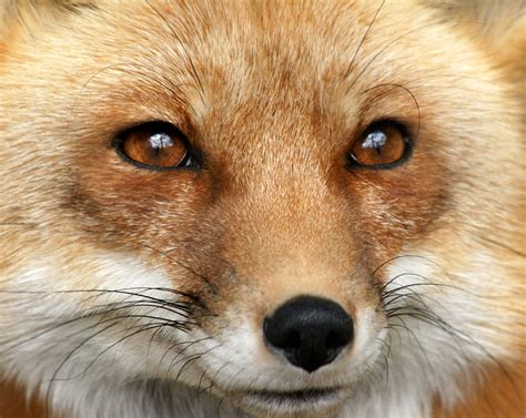 Bright Eyed Red Fox Photograph By Larry Allan