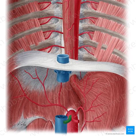 Common Hepatic Artery Anatomy Branches Supply Kenhub