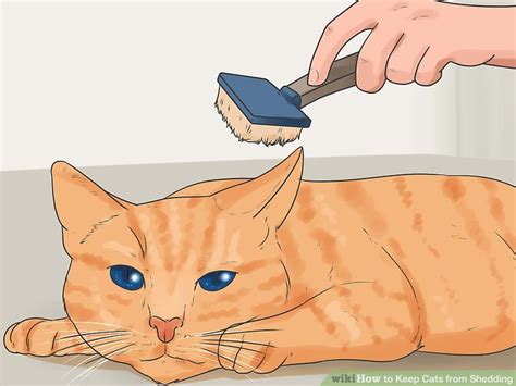 How To Get Cat To Stop Shedding So Much Catwalls