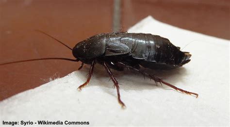 Types Of Small Black Bugs With Pictures Identification 2022