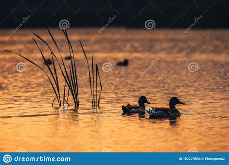 Ducks In The Water During The Sunset Stock Image Image Of Green