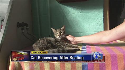 Cat Beaten By 11 Year Old Recovering 6abc Philadelphia