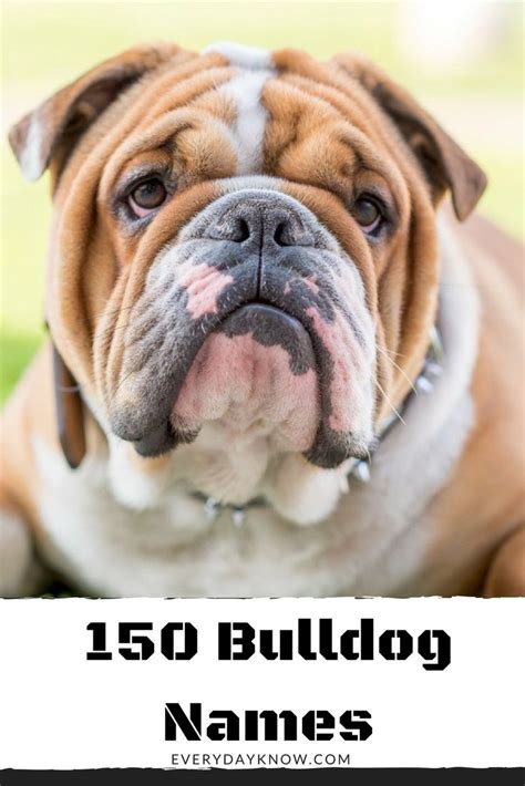 Annabelle annie chloe belle pumpkin honey victoria rose kiki betsy vivienne bianca penelope gigi pippa maisy beatrice ellie portia petunia daphne angelica amelia jules lucy lady coco ava sophia cordelia fifi princess queen daisy octavia florence georgia gracie paris … 150 Bulldog Names | Cute names for dogs, French bulldog names