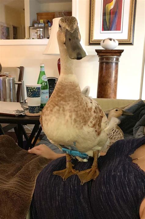 A Duck Sitting On Top Of A Womans Head Next To A Coffee Table