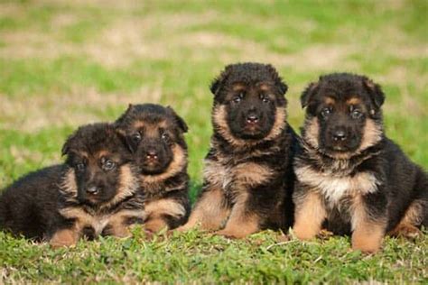 German shepherd dogs are very big and large breed so their litter size can vary. How Many Puppies Can A German Shepherd Have | Anything ...