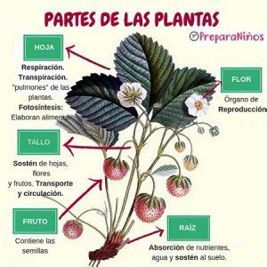 Partes De Las Plantas Y Sus Funciones Para Ni Os Preparani Os Com
