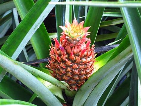 Quick Tip Pineapple Plant The Garden Glove
