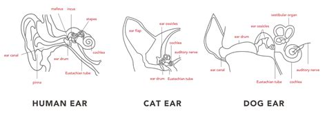 Feline Ear Anatomy