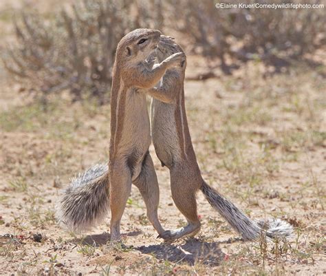 Funny Winners From The 2019 Comedy Wildlife Photography Awards