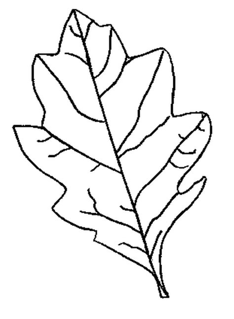 Free Leaf Pattern To Trace Download Free Leaf Pattern To Trace Png