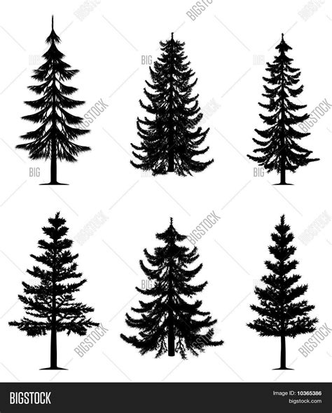 Pine Trees Collection Vector And Photo Free Trial Bigstock