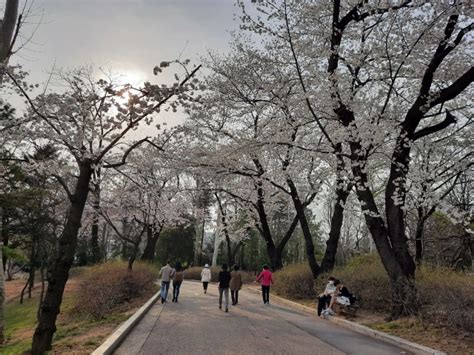 Bunga berwarna kemerahan itu memiliki jadwal mekar yang berbeda di setiap daerah. Foto: Pesona Bunga Sakura di Taman Seoul, Korea Selatan - kumparan.com