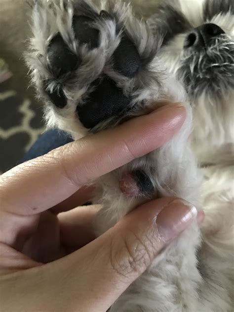 Paw pad hyperkeratosis is an example. It looks like my dog has a red swollen carpal pad on her ...