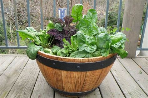 Diy Healthy And Organic Vegetable Container Garden Fall