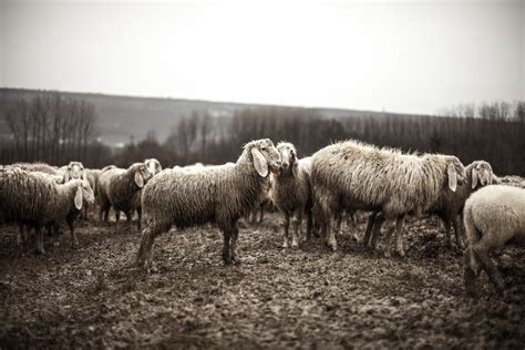 Sheep Herd Free Stock Photo Public Domain Pictures