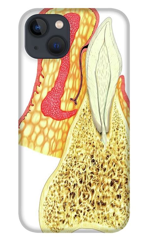 Structure Of Incisor Tooth Iphone 13 Case By Asklepios Medical Atlas