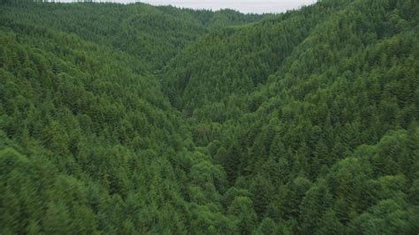 5k Stock Footage Aerial Video Fly Between Hills Covered In Evergreen