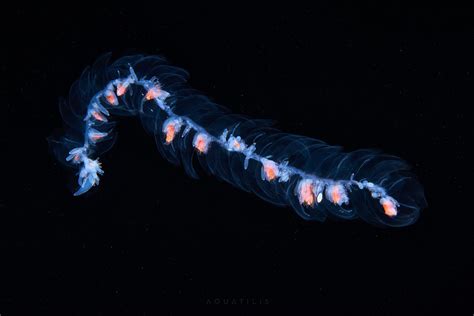 Siphonophore From The Sea Of Okhotsk Deep Sea Creatures Underwater