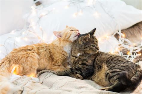 Was sind die vorteile einer katze zu hause? Zwei Katzen, Die Zu Hause Auf Sofa Liegen Stockbild - Bild ...