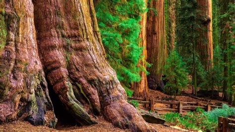 Ancient General Sherman Tree In Sequoia National Park California