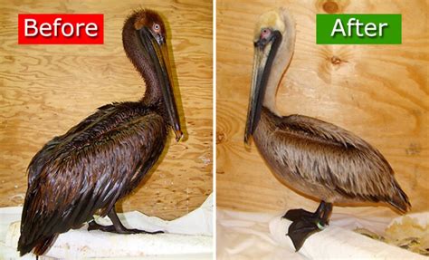 Why Rehabilitate Oiled Birds International Bird Rescue