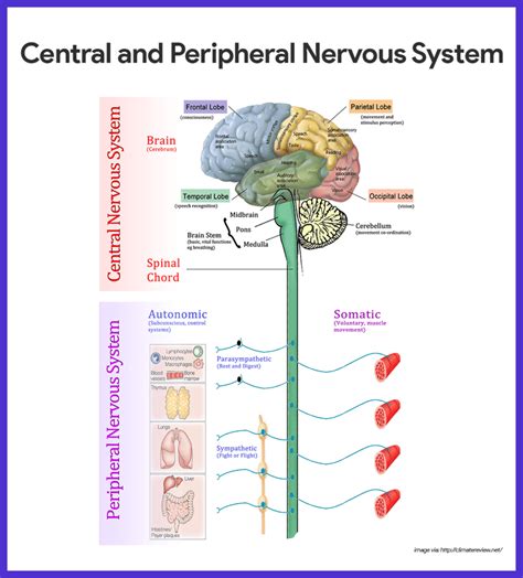 The Nervous System Diagram Quizlet