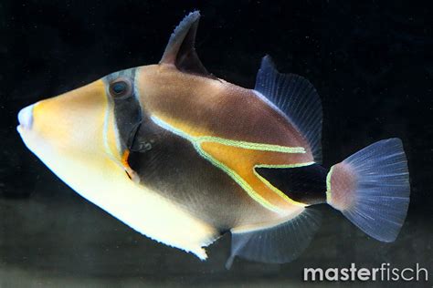 Reef Triggerfish Rhinecanthus Rectangulus Masterfisch