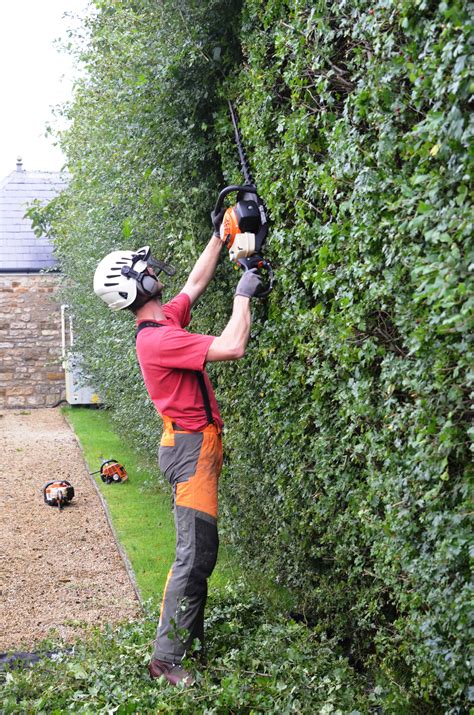 Hedge Trimming Feature Tree Surgeons And Arboriculturalists