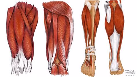 Superficial fascia.—the superficial fascia forms a continuous layer over the whole of the thigh; Illustrating the Leg Anatomy - Step by Step Study - YouTube