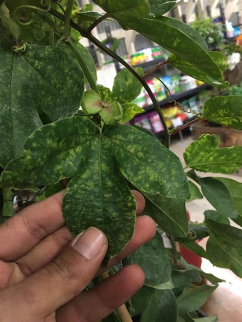 What Is Causing Spotted Passion Vine Rhorticulture
