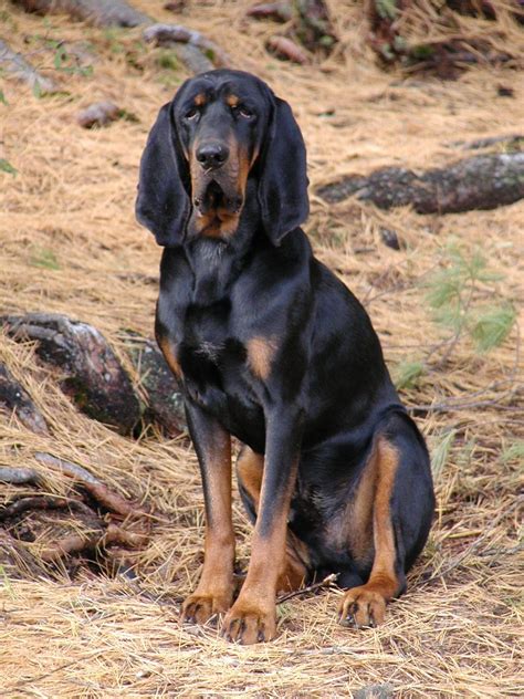 Black And Tan Coonhound Dog Breed Information Pictures