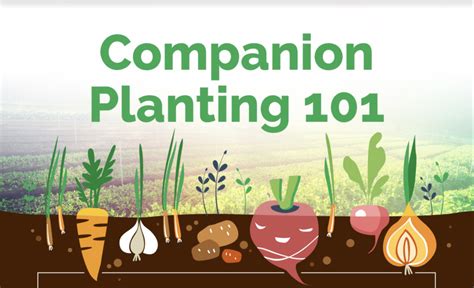A Beginner's Guide to Companion Planting [Infographic]
