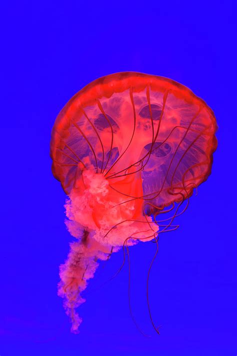 Pacific Sea Nettle Jellyfish Chrysaora Photograph By Peter Adams