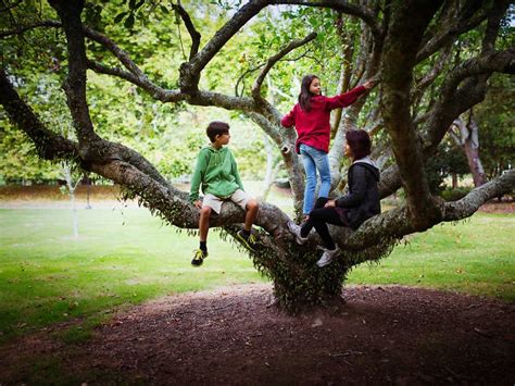 Hanging Around Trees May Help Kids Brains Develop Better Research