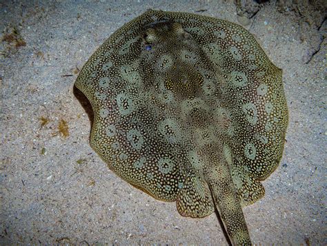 Round Spotted Stingray Photograph By Jean Noren Fine Art America